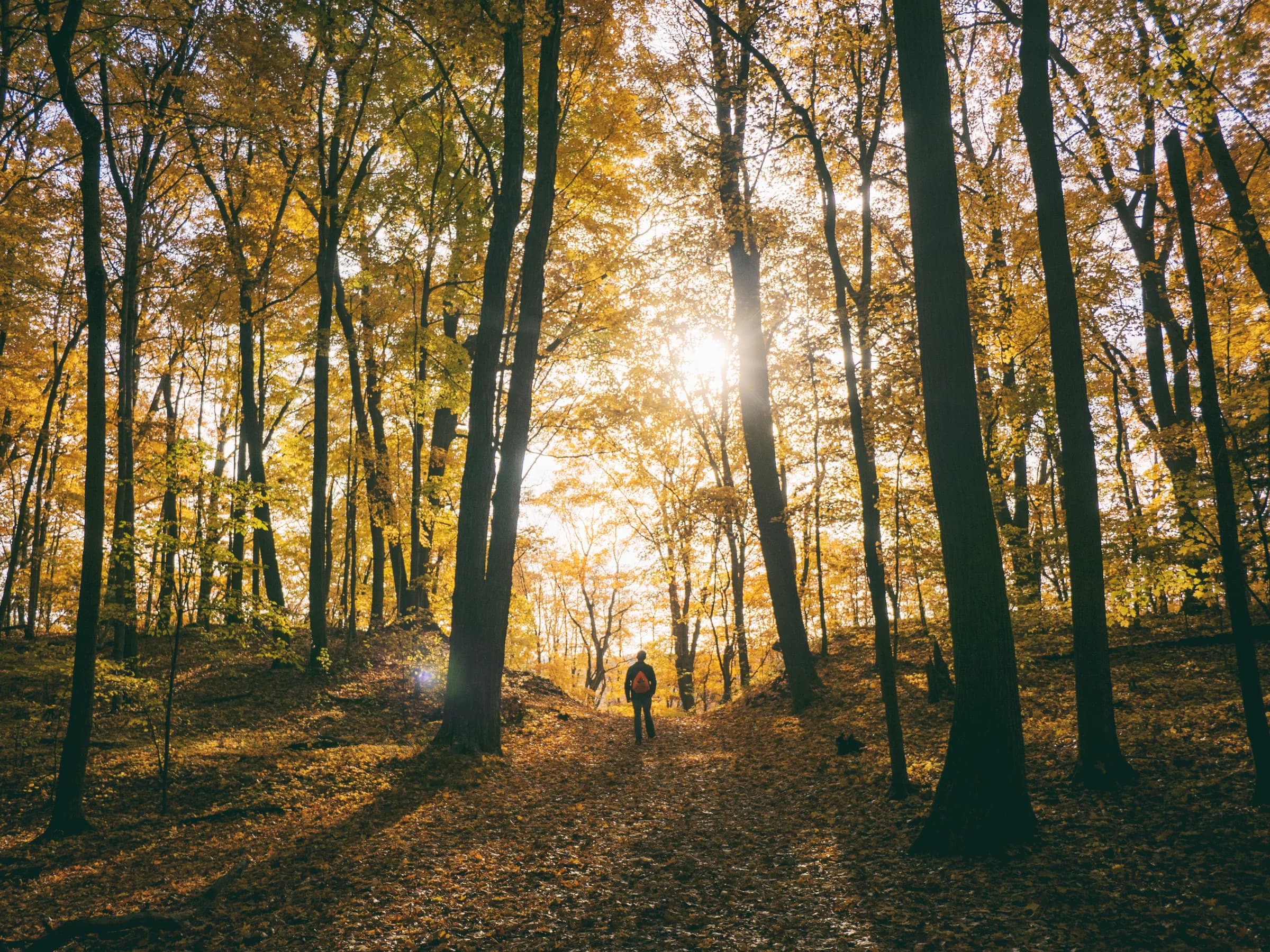 Tall straight tree trunks in open woodland with low autumn sun flaring between them, a single figure walking a leaf-covered path in the middle distance.