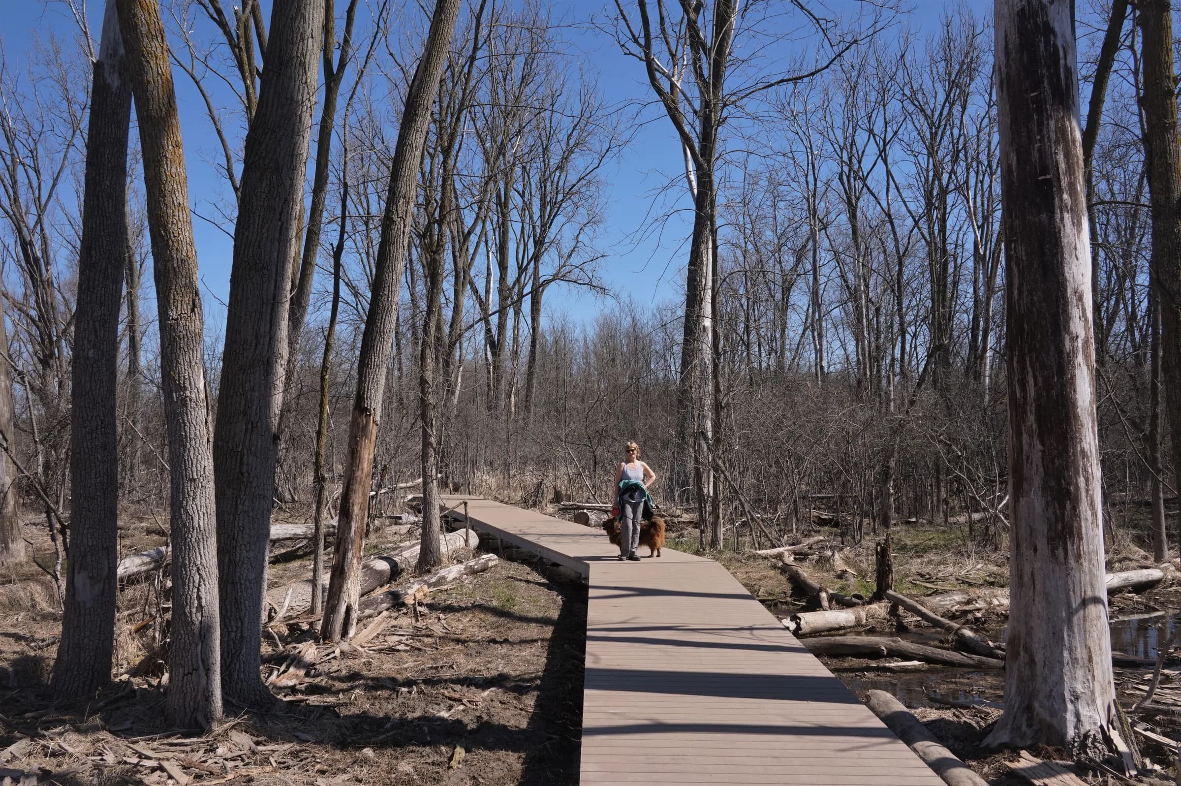 A timber boardwalk running straight through bare early-spring woodland over marshy ground, with a single figure walking it in the middle distance.