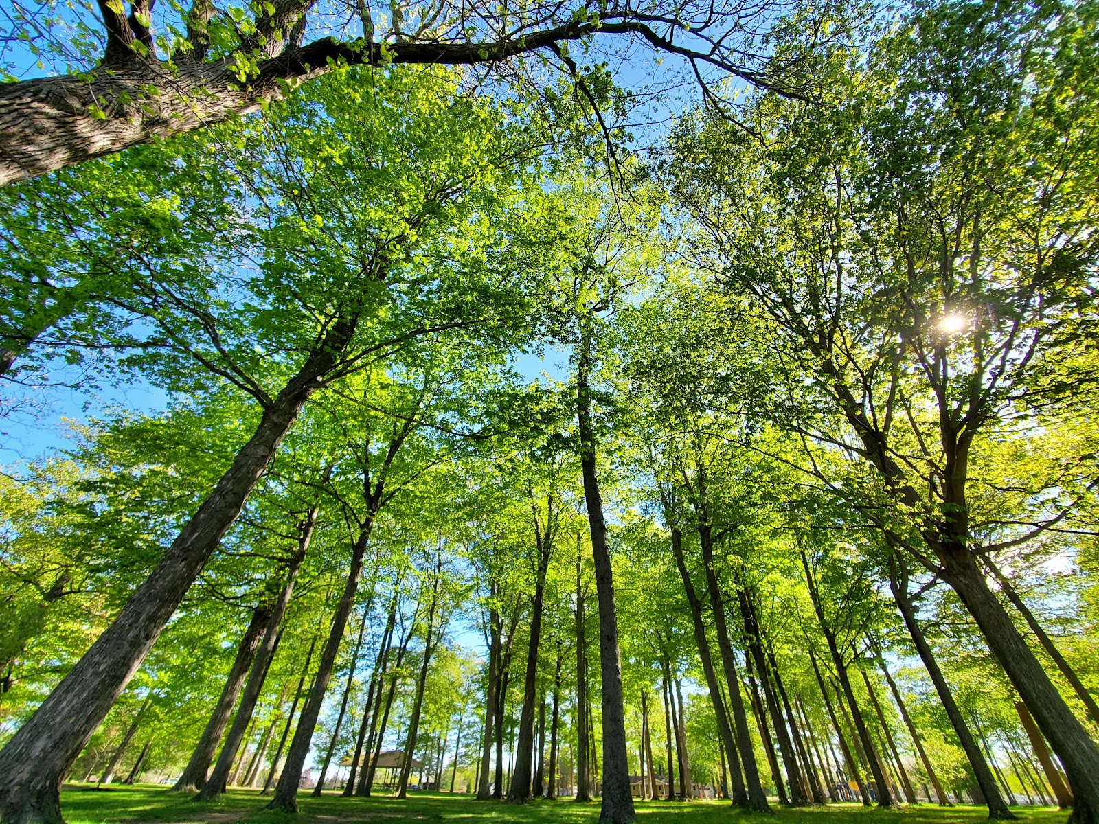 Tall straight tree trunks photographed from below, their canopies meeting in bright new green against patches of blue sky.