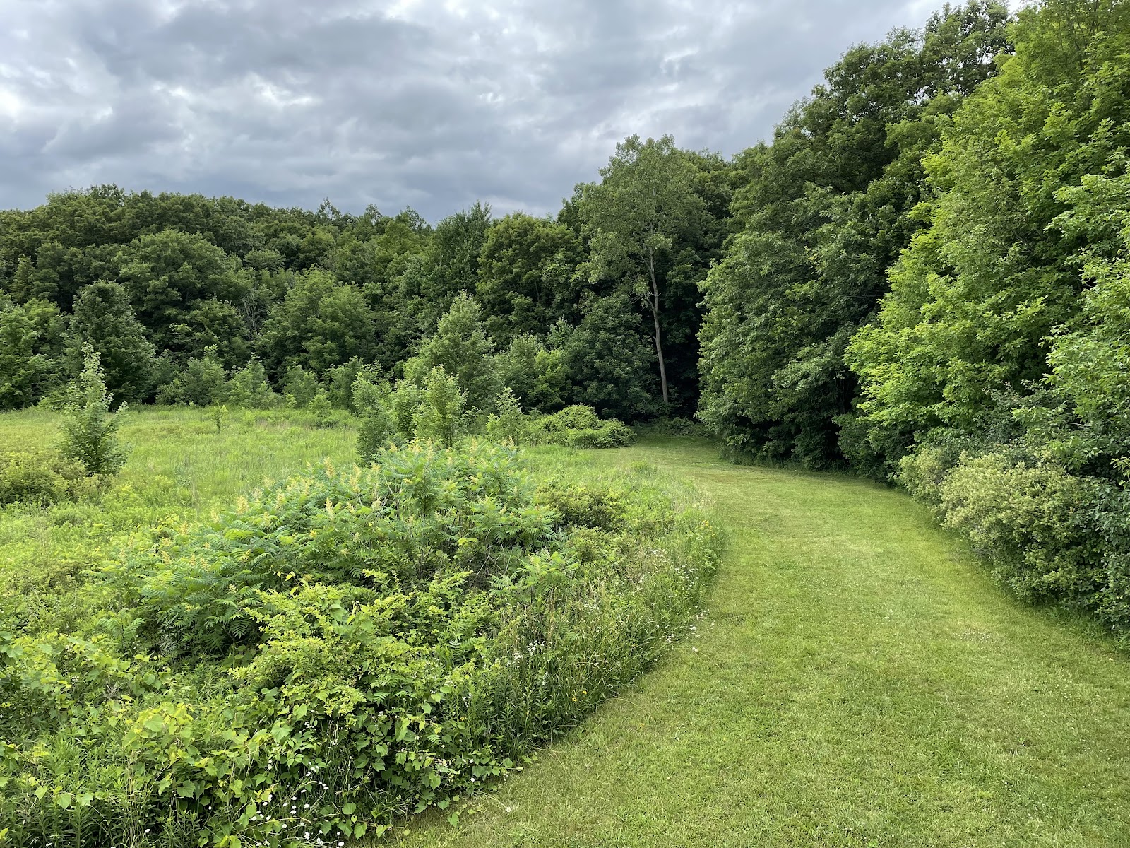 A mown path curving through rough grass toward a solid wall of summer trees, under a sky of broken white cloud.