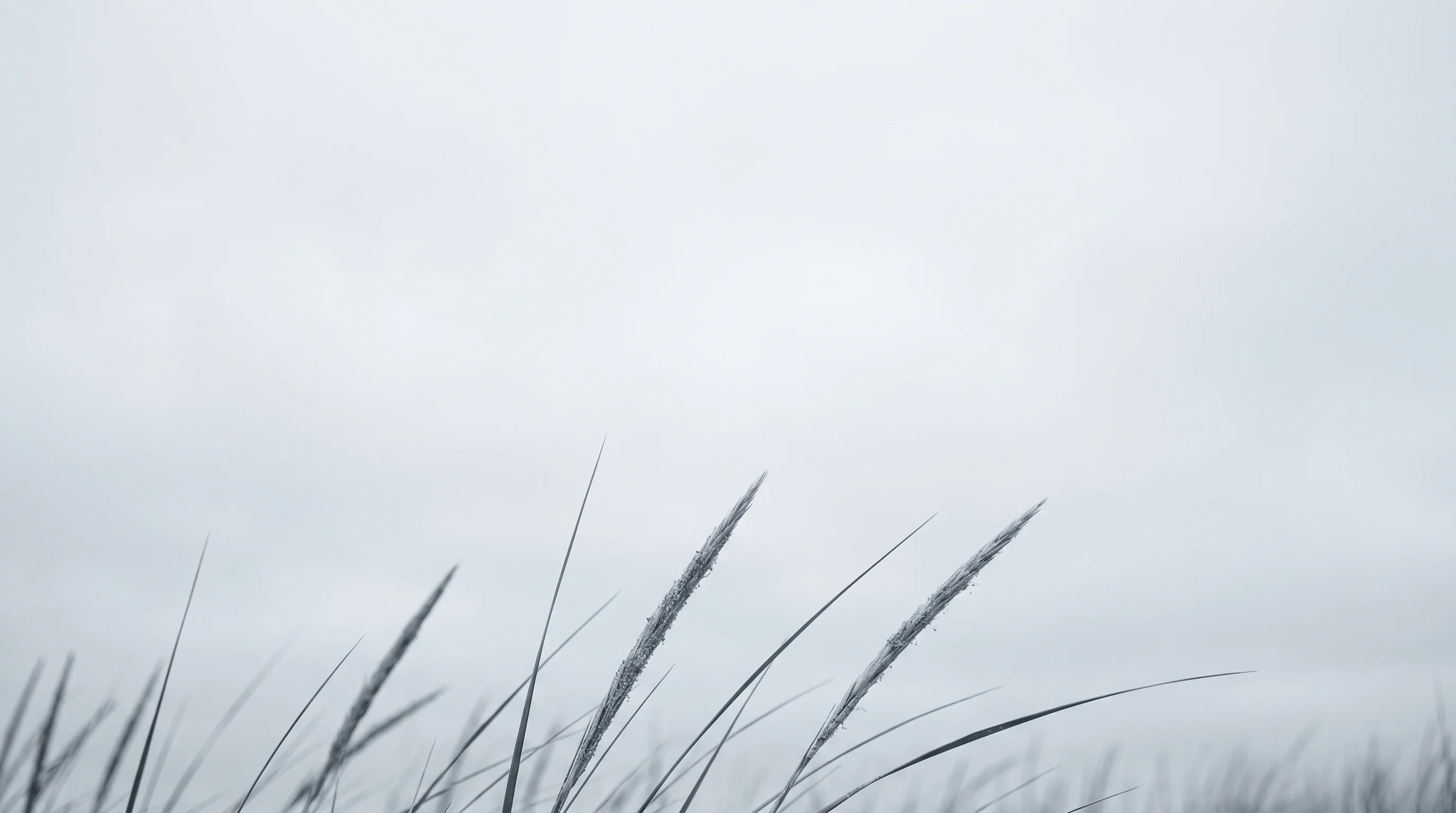 Dune grass against a pale Lake Michigan sky